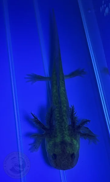 3-4” GFP Wildtype Juvenile