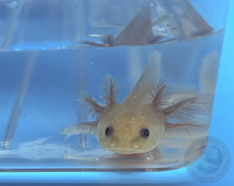 3-4” Copper Melanoid Juvenile