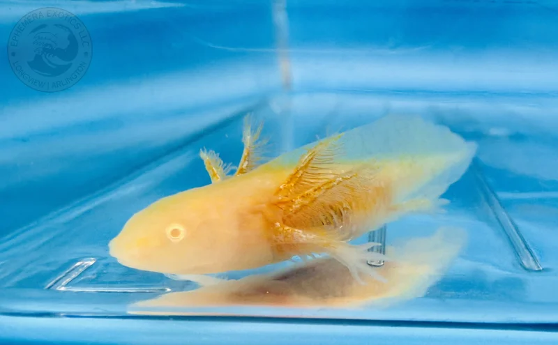 3-4" Hypomelanistic Golden Albino