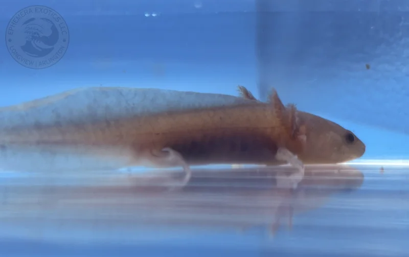 3-4” Melanoid Juvenile