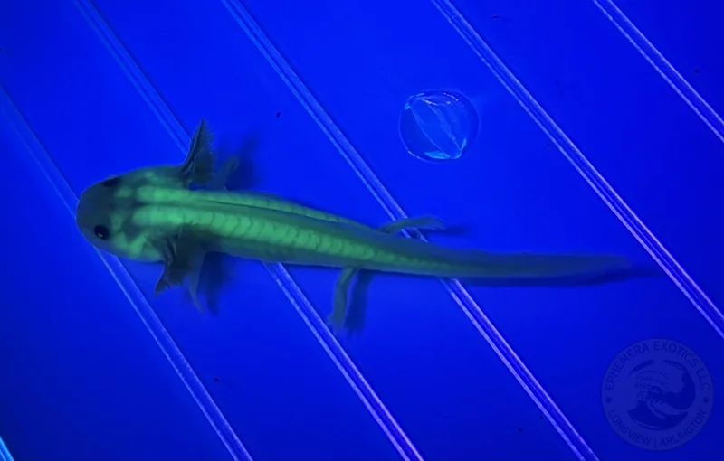 3-4” GFP Copper Melanoid Juvenile