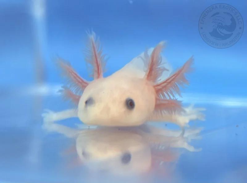 3-4” Copper Leucistic Juvenile