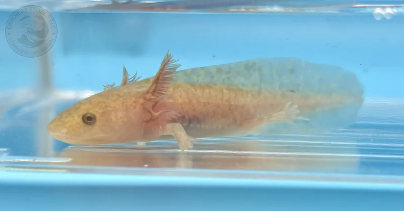3-4” Copper Juvenile