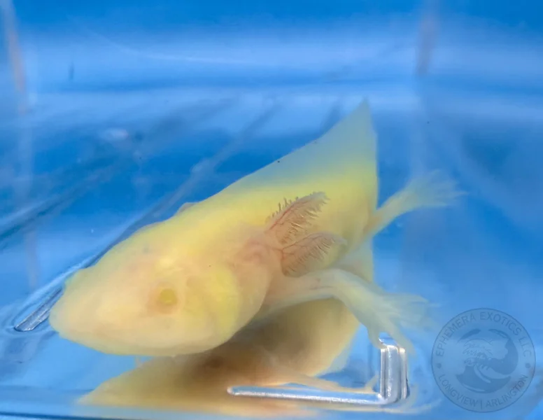 3-4" GFP Leucistic Albino