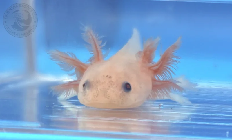 3-4” Melanoid Leucistic Juvenile