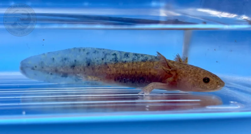 3-4” Wildtype Juvenile