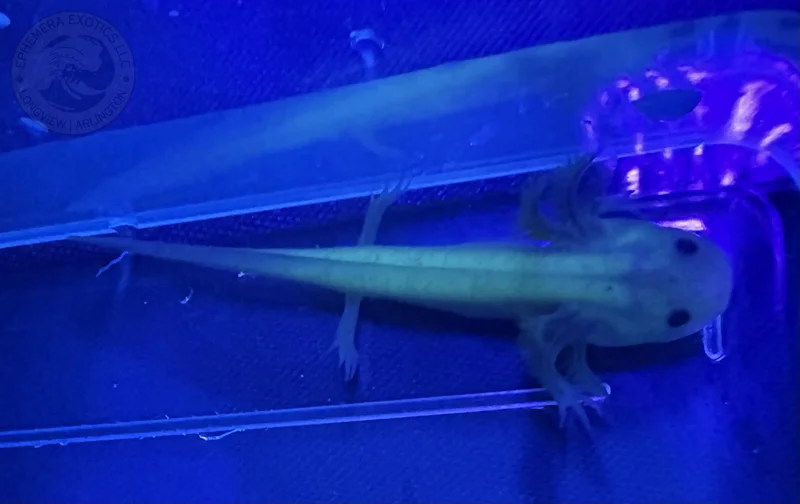3-4" GFP Copper Leucistic