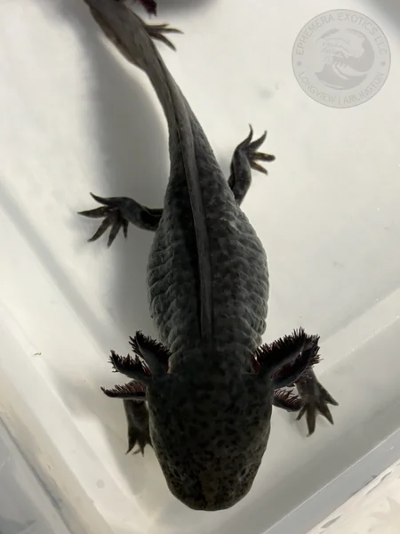 FEMALE Axanthic het Leucistic and Albino