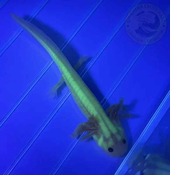 3-4” GFP Copper Leucistic Juvenile