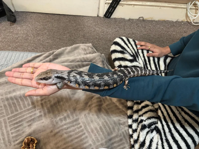 Blue-Tongued Skink + Vivarium / Full Setup – £350 Ono