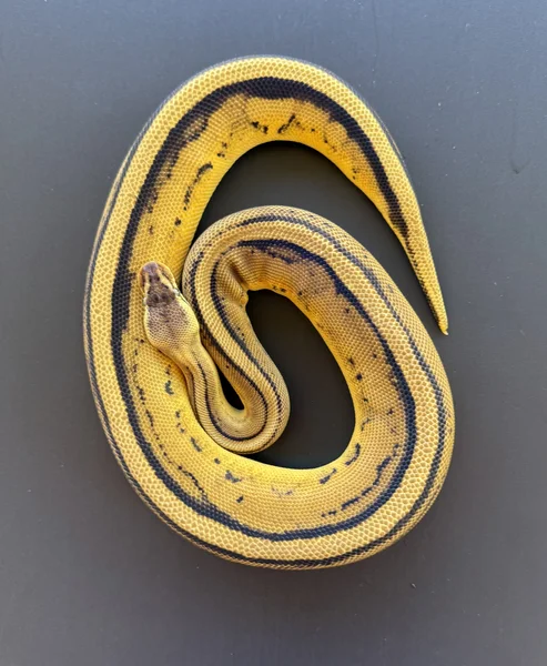 Pastel Leopard G-stripe 100% Het clown
