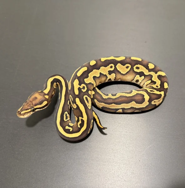 Leopard lesser 100% het clown 66% het G-stripe