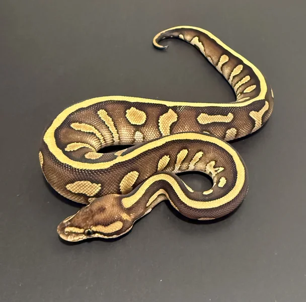 Leopard lesser 100% het clown 66% het G-stripe