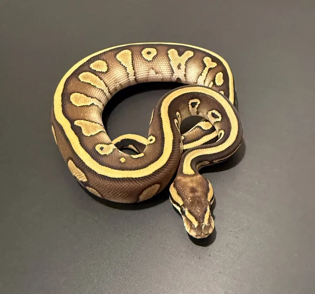 Leopard lesser 100% het clown 66% het G-stripe