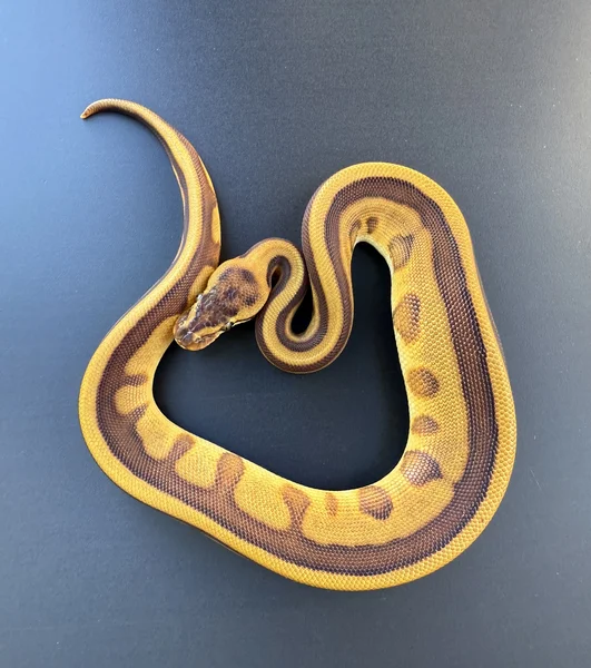 Leopard Enchi G-stripe 100% het clown (poss YB)