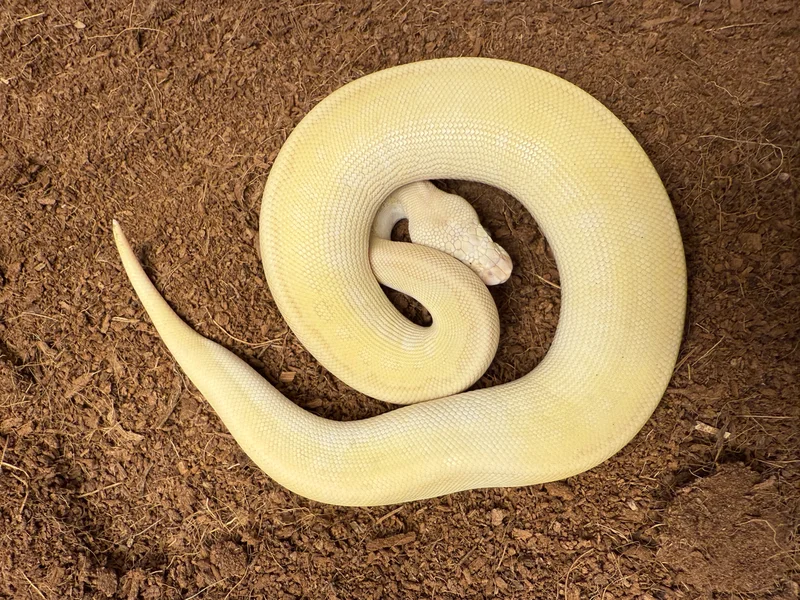 Banana Leopard Lesser Pastel Clown (enchi) het piebald