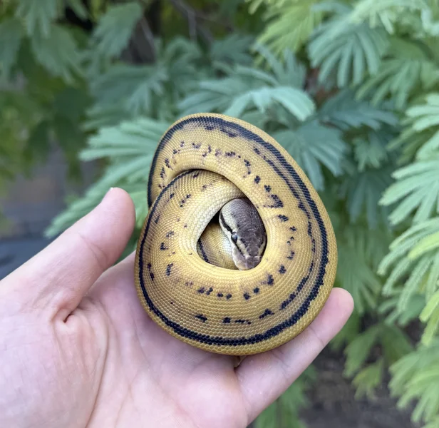 Leopard Pastel G-stripe het clown (poss YB)