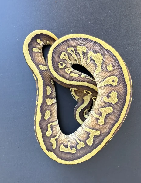 Leopard lesser DH G-stripe clown
