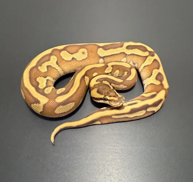 Leopard lesser Enchi 100% het clown 66% het G-stripe