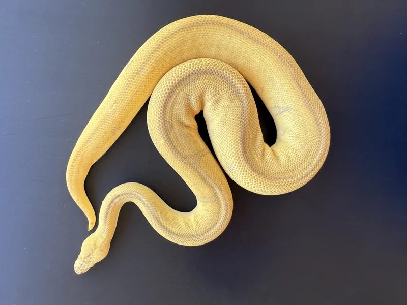 Pastel Super Leopard Lesser Enchi Clown 100% Het G-stripe