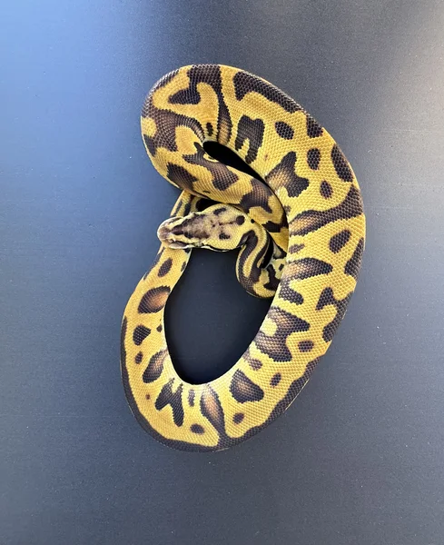 Leopard pastel enchi DH g-stripe clown (poss YB)