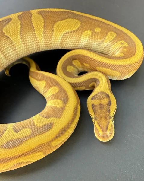 Pastel Leopard Enchi Lesser DH G-stripe clown (poss YB)