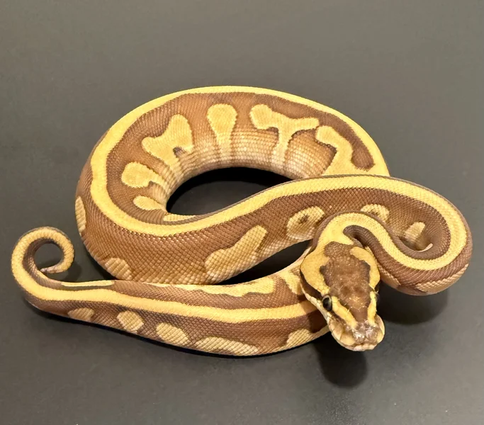 Leopard lesser Enchi 100% het clown 66% het G-stripe