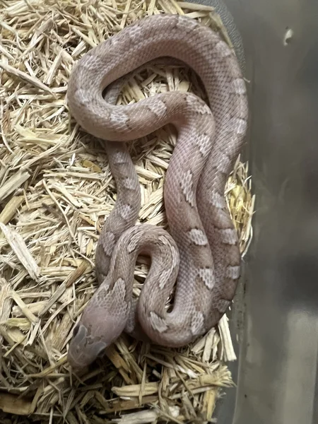 Hypo Pewter 