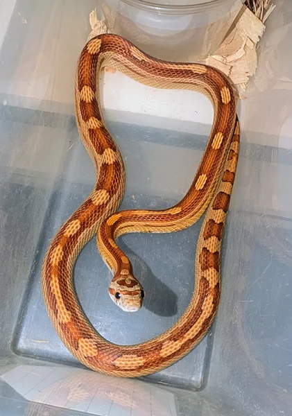 Motley 66% ph scaleless anery hypo 