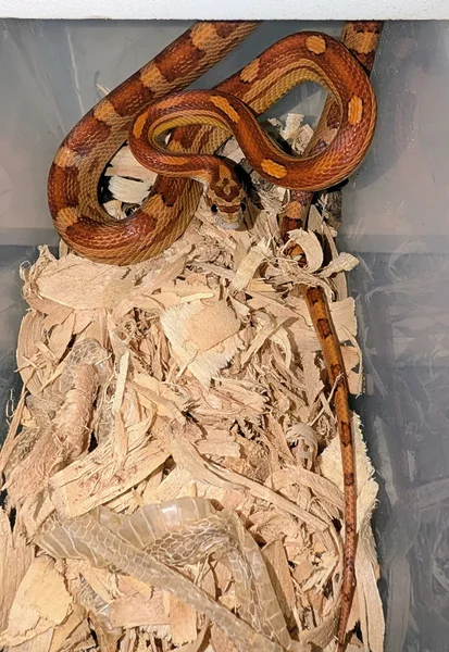 13 wholesale lot of subadult motley 66% ph scaleless ghost 