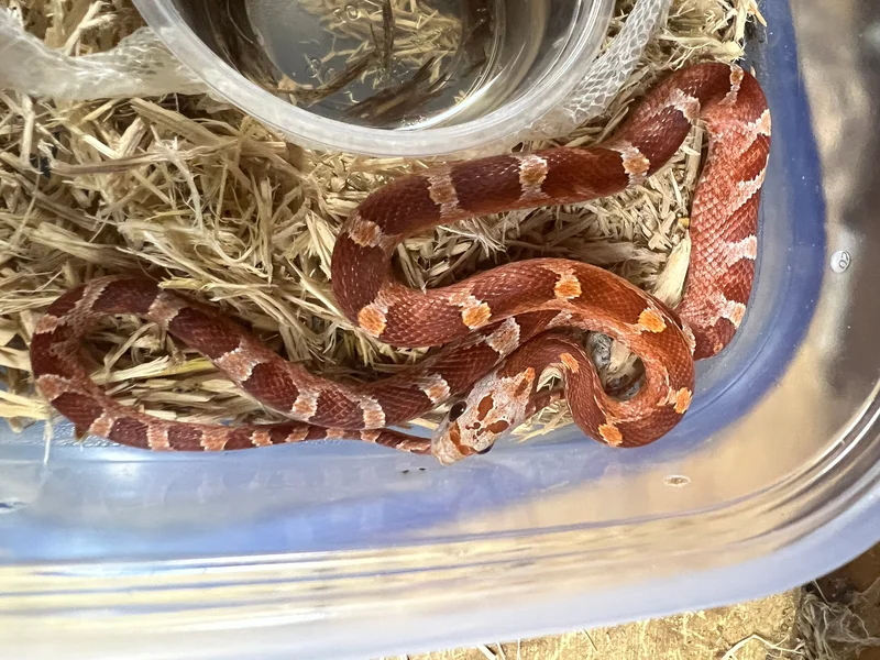 Hypo blood red 