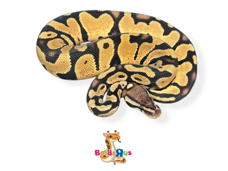 Pastel het Monarch 50% het Pied