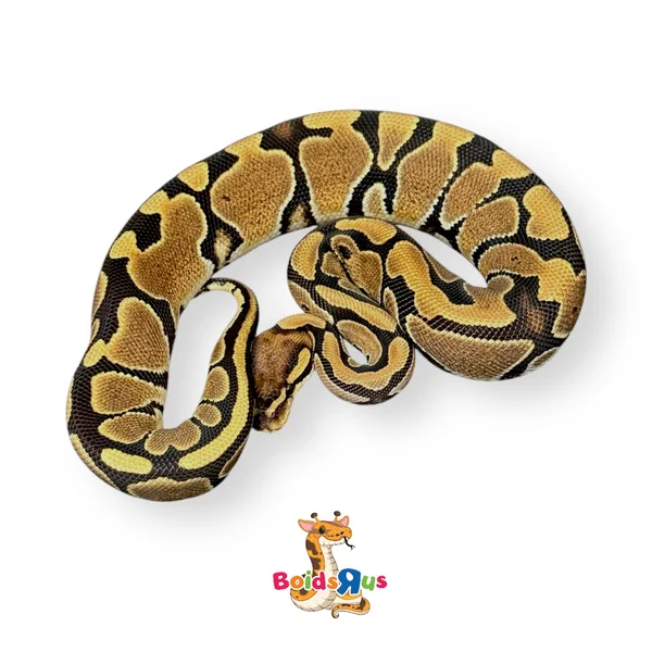 Volta 50% het Clown
