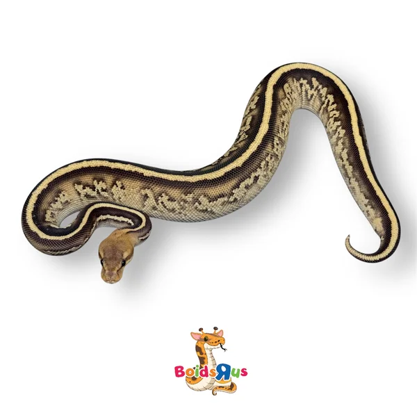 OD Stranger Mahogany het Clown