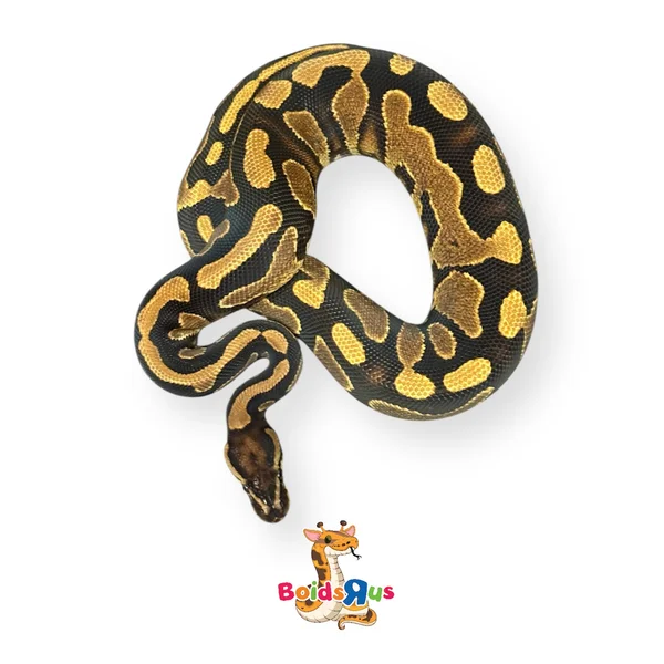 YB dh monarch pied