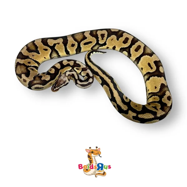 Pastel Enchi TH Monarch Clown Pied (RTB)