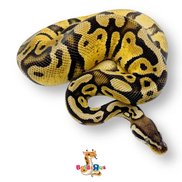 RTB Pastel 100% TH Hypo Lavender Pied