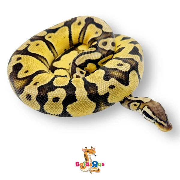 RTB Pastel Enchi 100% TH Hypo Lavender Pied
