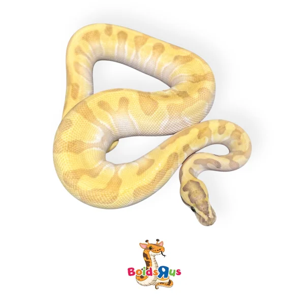 Pastel Enchi Butter DG Hypo het Clown
