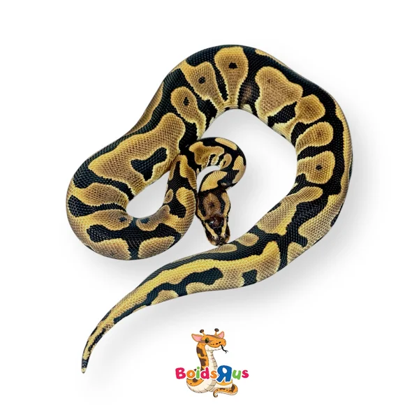Volta Leopard Enchi 50% het Clown