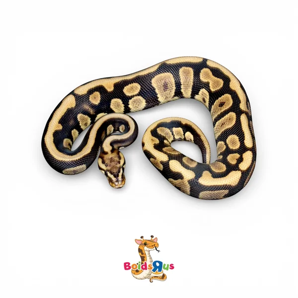 Spotnose Chocolate het DG