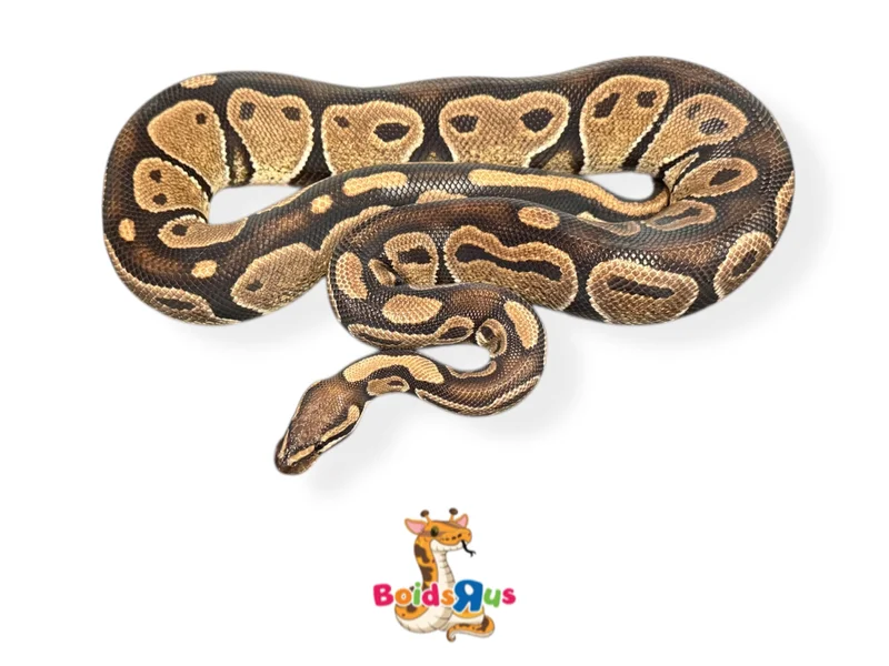 Normal het Monarch 66% het G-Stripe (Proven Breeder)