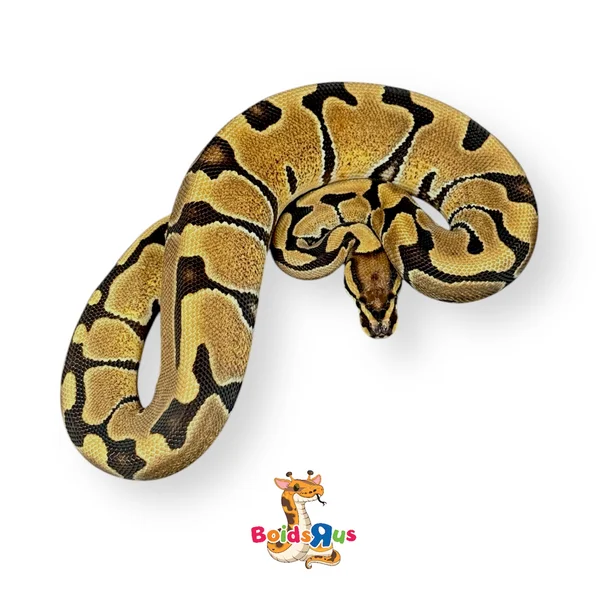 Volta Enchi 50% het Clown