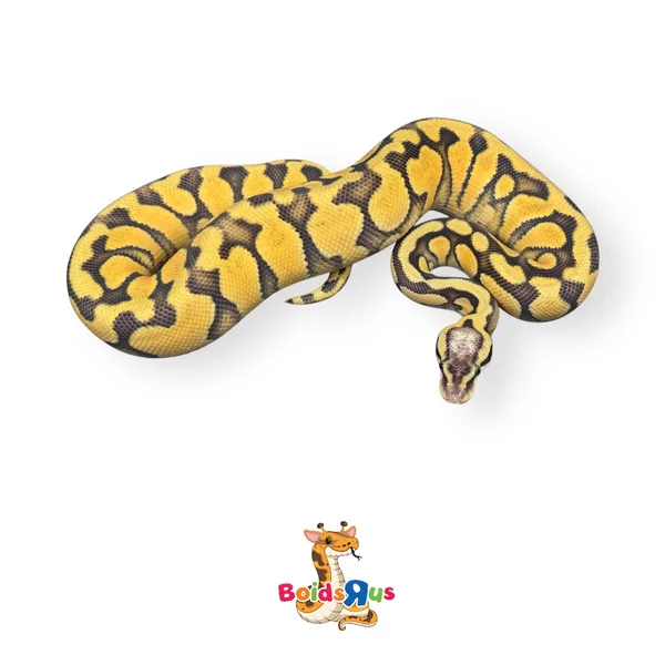 Pastel Enchi DG dh Hypo Clown