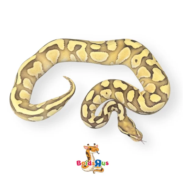 Lesser DG het Hypo