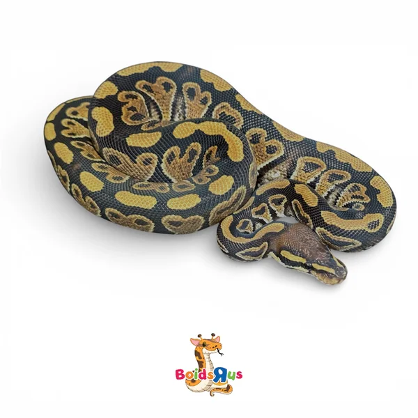 Hurricane het Hypo 66% het Rainbow
