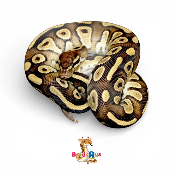 Mojave het Monarch 50% het Pied