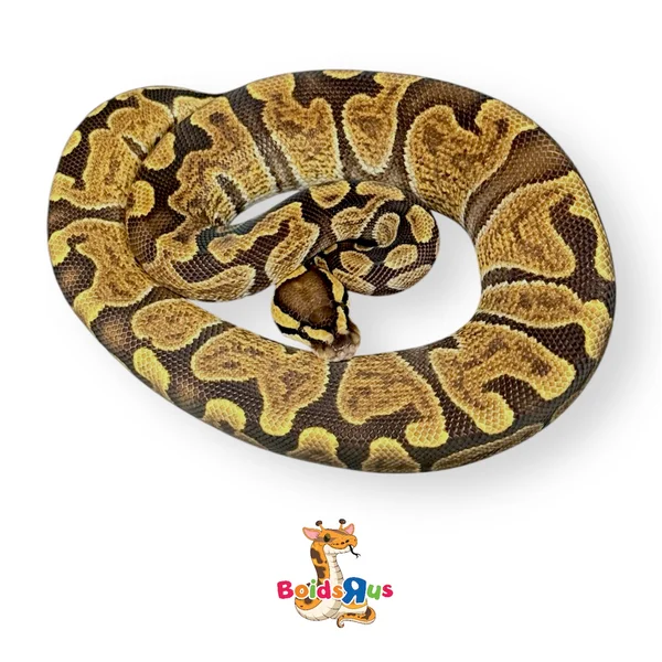 Volta GHI Enchi 50% het Clown