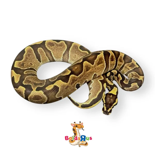 Volta GHI Enchi 50% het Clown