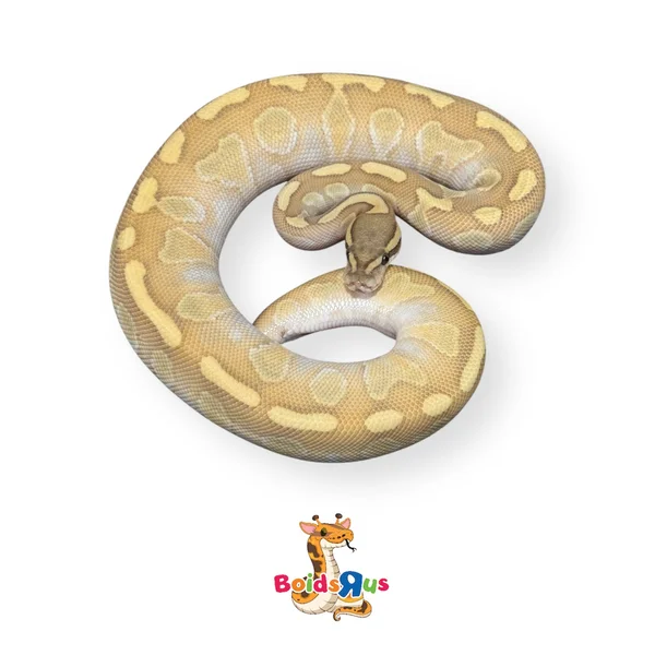 Butter Hypo